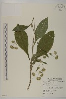 藏品(地膽草、毛蓮菜)的圖片