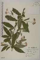 藏品(大頭艾納香)的圖片