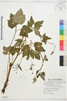 藏品(水辣菜、禺毛茛)的圖片