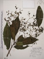 藏品(大青)的圖片