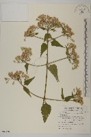 藏品(香澤蘭、飛機草)的圖片