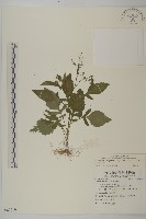 藏品(茯苓菜)的圖片