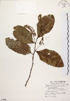 藏品(天料木)的圖片