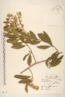 藏品(過山龍)的圖片