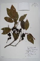 藏品(臺灣赤楊、臺灣榿木)的圖片