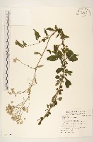 藏品(一枝香)的圖片