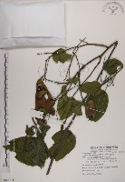 藏品(菊花木)的圖片