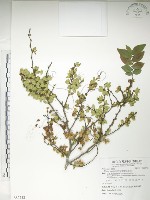 藏品(紅雞油、榔榆)的圖片