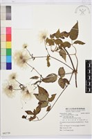 藏品(小木通)的圖片