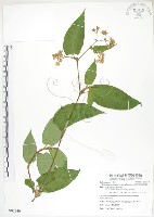 藏品(火炭母草、清飯藤)的圖片