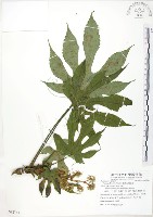 藏品(臺灣八角金盤)的圖片