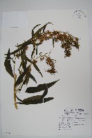 藏品(大本山梗菜)的圖片