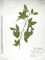 藏品(飛龍掌血)的圖片