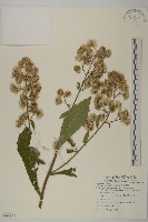 藏品(生毛將軍)的圖片