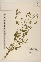 藏品(粗毛小米菊)的圖片