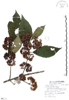 藏品(杜虹花，台灣紫珠)的圖片