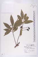 藏品(杜英)的圖片