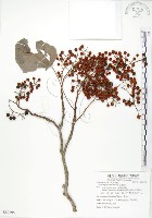 藏品(山桐子)的圖片