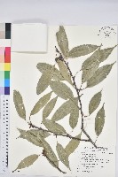 藏品(青剛櫟、鐵椆)的圖片