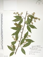 藏品(飛龍掌血)的圖片