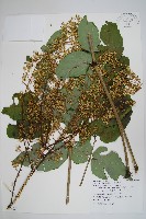 藏品(裡白蔥木)的圖片