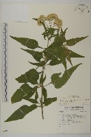 藏品(假澤蘭)的圖片