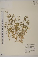 藏品(繁縷)的圖片