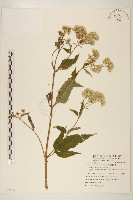 藏品(臺灣澤蘭)的圖片