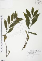 藏品(柚葉藤)的圖片