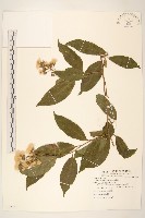 藏品(過山龍)的圖片