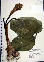 藏品(申跋、油跋、小天南星)的圖片