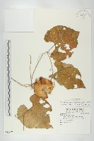 藏品(王瓜)的圖片