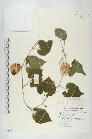 藏品(青牛膽)的圖片