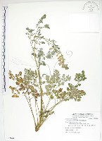 藏品(臺灣黃菫)的圖片