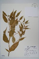 藏品(大本山梗菜)的圖片