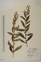 藏品(天名精)的圖片