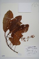 藏品(山地水冬瓜)的圖片