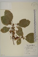 藏品(硬毛南蛇藤)的圖片