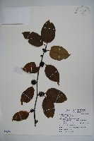 藏品(毛薄葉冬青)的圖片