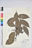 藏品(大樟葉越橘)的圖片