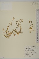 藏品(簇生卷耳)的圖片