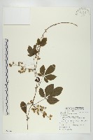 藏品(絞股藍)的圖片