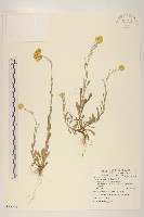 藏品(鼠麴草)的圖片