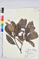 藏品(厚鱗石櫟)的圖片