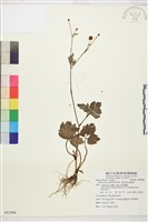 藏品(水辣菜、禺毛茛)的圖片