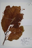 藏品(多脈水冬瓜)的圖片