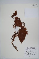 藏品(糙葉獼猴桃)的圖片