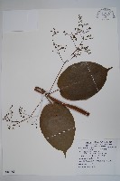 藏品(刺果藤)的圖片