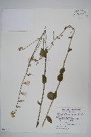 藏品(雲南沙參)的圖片