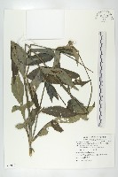 藏品(川續斷)的圖片